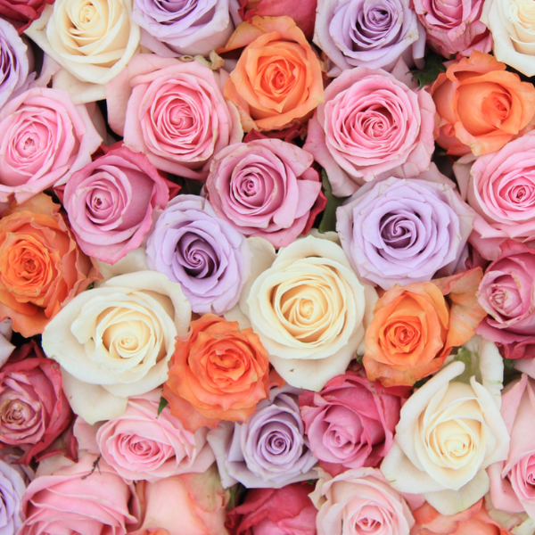 Rose Farmers | Farm Fresh Roses | Buy Quality Roses Direct